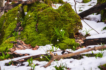 Wild crocus on the snow