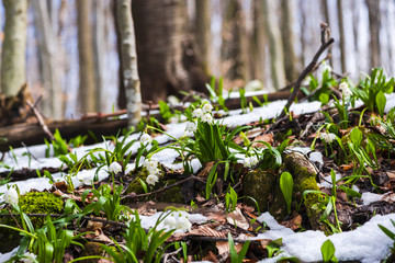 Wild crocus on the snow