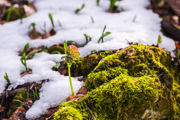 Wild crocus on the snow
