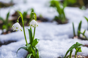 Wild crocus on the snow