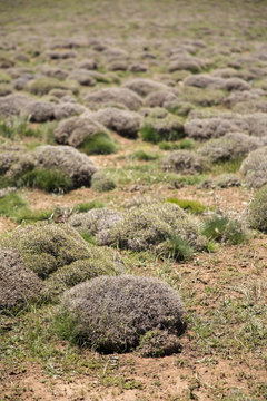Astragalus in Hezar Masjed Mountains, Khorasan, Iran