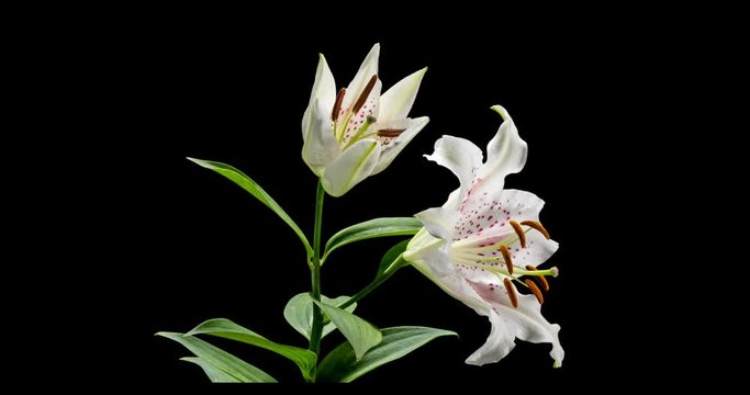 Blooming of white flower of oriental lily, on black background, 4K 29.97fps time lapse video