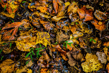LEaves on the forest floor in fall