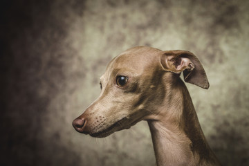 Portrait of little italian greyhound dog