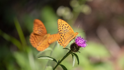 Flower Combat