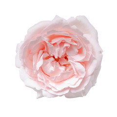 Pale pink rose flower isolated on the white background