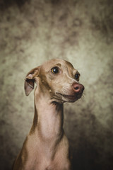 Portrait of little italian greyhound dog