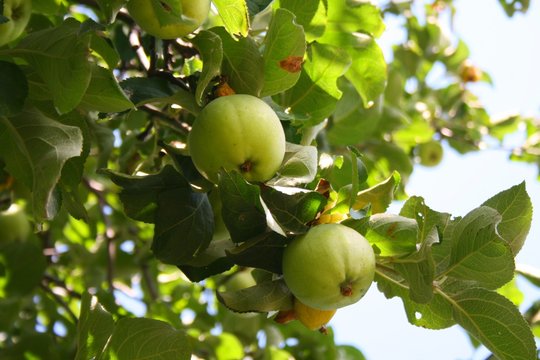 appple II