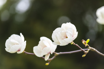 Beautiful white magnolia flowers