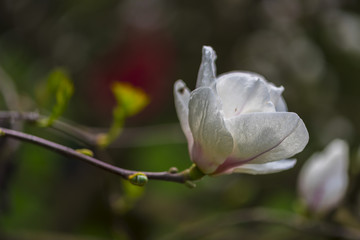 Beautiful white magnolia flowers