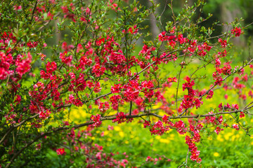 Flowers in the park