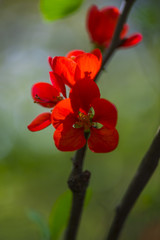 Flowers in the garden