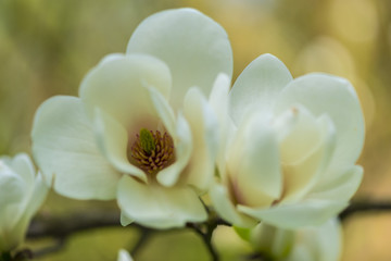 Amazing white magnolia flowers