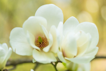 Amazing white magnolia flowers