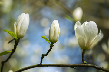 Fototapeta premium Amazing white magnolia flowers