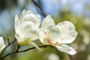 Gordijnen Amazing white magnolia flowers © Ivanica