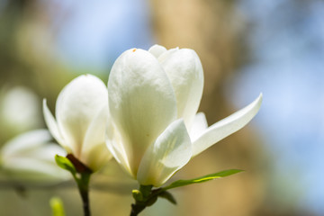 Amazing white magnolia flowers