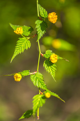 Flowers in the garden