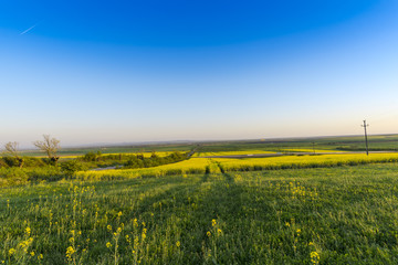 Obraz premium Rape field in the summer