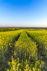 Obraz premium Rape field in the summer