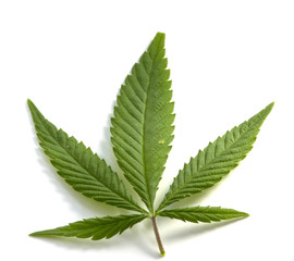Cannabis leaf, marijuana isolated over white background