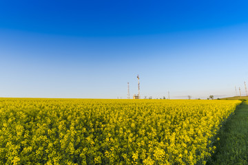 Rape field in the summer