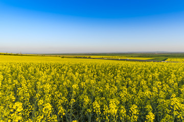 Obraz premium Rape field in the summer