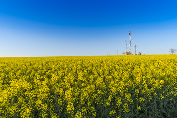 Rape field in the summer