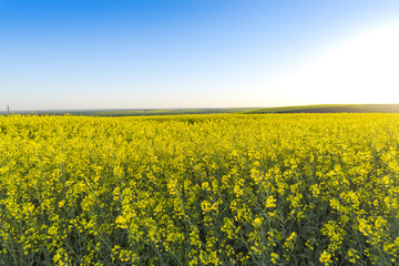 Obraz premium Rape field in the springtime