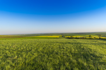 Fototapeta premium Rape field in the springtime