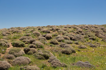 Astragalus in Hezar Masjed Mountains, Khorasan, Iran