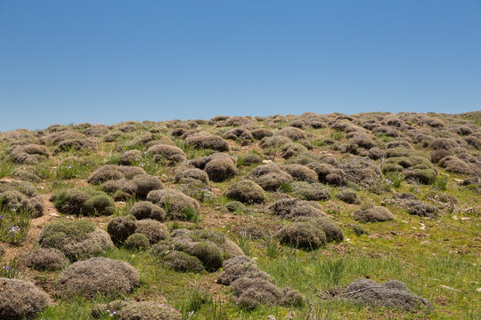 Astragalus in Hezar Masjed Mountains, Khorasan, Iran