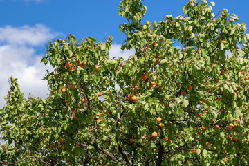 Fototapeta na wymiar Ripe apricots growing in homegrown fruit orchard. Apricots ready to be harvested.