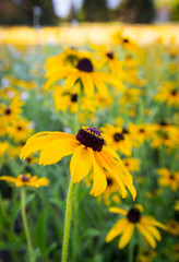 field of wildflowers. rudbeckia or black eyed susan