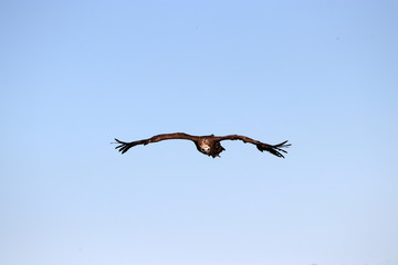 Vulture is the name of a series of mostly large to very large species of birds of prey, which eat mostly mostly or exclusively carrion
