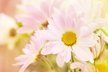 A flower saying hello.