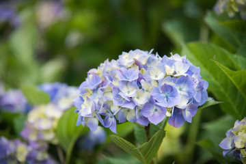 Close-up of flower head of blue hydrangea in bloom with background of green leaves