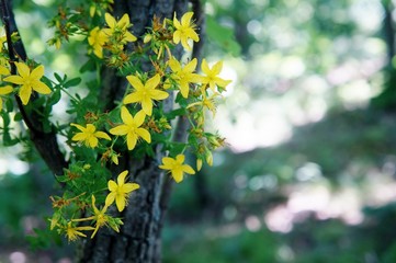 Common St. John's Wort