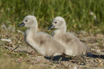 Mute swan (Cygnus olor)