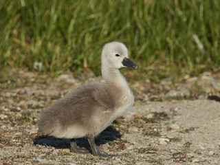 Mute swan (Cygnus olor)