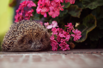 Cute wild hedgehog in summer nature background
