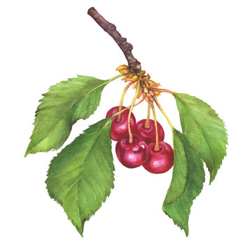 Branch of fruit black cherry with berries and leaves. Watercolor hand drawn painting illustration isolated on white background.