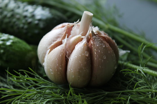 Round garlic head with water droplets isolated on green background of dill sprigs and green cucumbers. Ingredients for pickling cucumbers