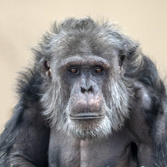 Male chimpanzee alpha
