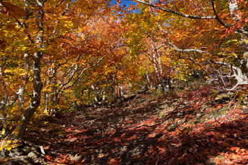 Autumn beech forest. Mountain range Demerdzhi, the Republic of Crimea.