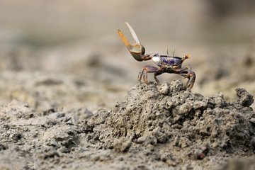 Uca tangeri crab