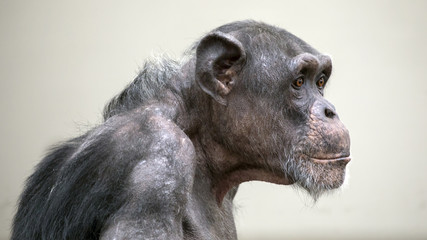 Adult Chimpanzee portrait