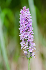 Fototapeta premium Orchideen in hohe tatra