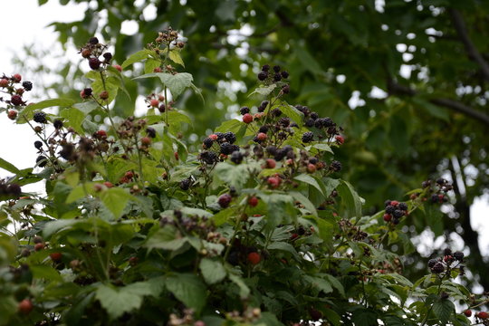 Farmer picking blackberries on a farmBlack fragrant raspberry is amazing with its fruits