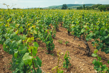 Typical vineyards landscapes in Burgundy region, France